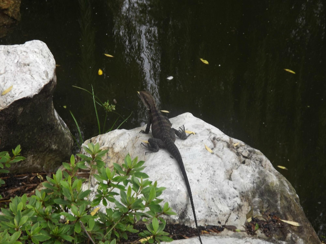 谊园-悉尼必去景点