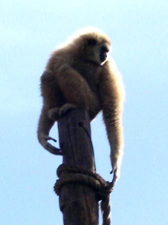 Parque Ecologico Las Aguilas del Teide-特纳里夫必去景点