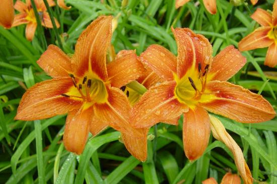 Andrew Jackson's Hermitage-纳什维尔必去景点