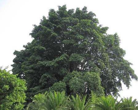 大理古城双榕度假酒店主图