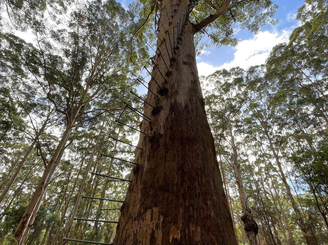 Gloucester Tree-彭伯顿必去景点