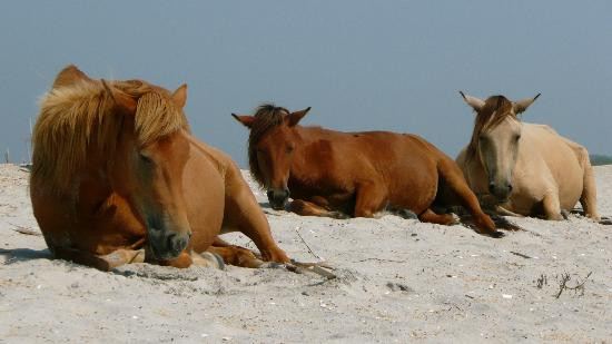 Assateague Island National Seashore-Assateague Island必去景点
