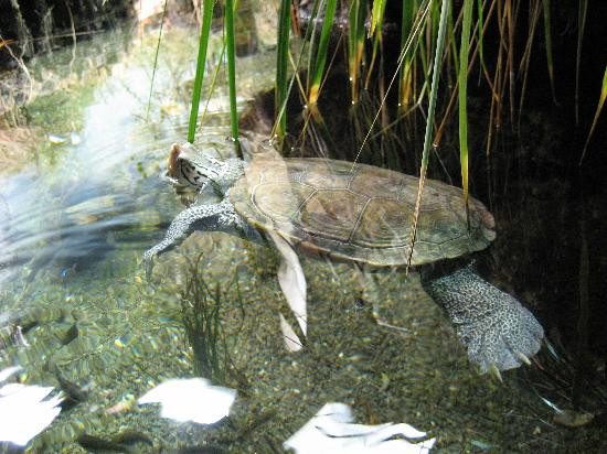 巴尔的摩国家水族馆-巴尔的摩必去景点