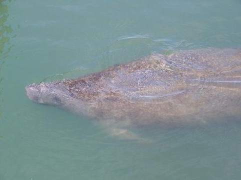 Manatee Center-匹尔斯堡必去景点