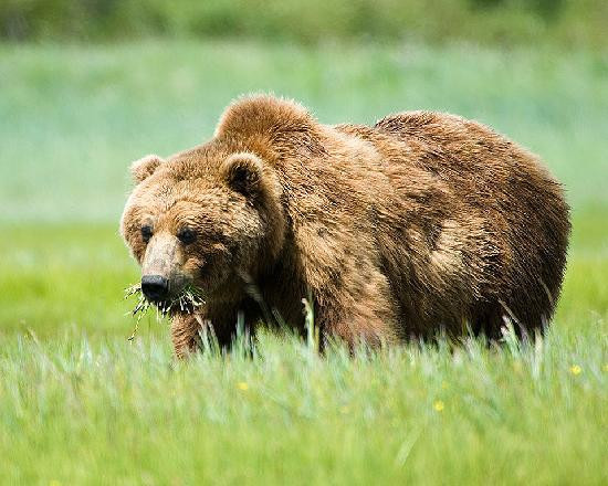 Hallo Bay Lodge Bear VIewing-荷马必去景点