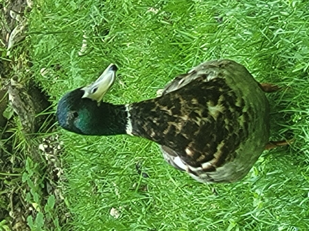 Tierpark Freiberg-弗赖贝格必去景点