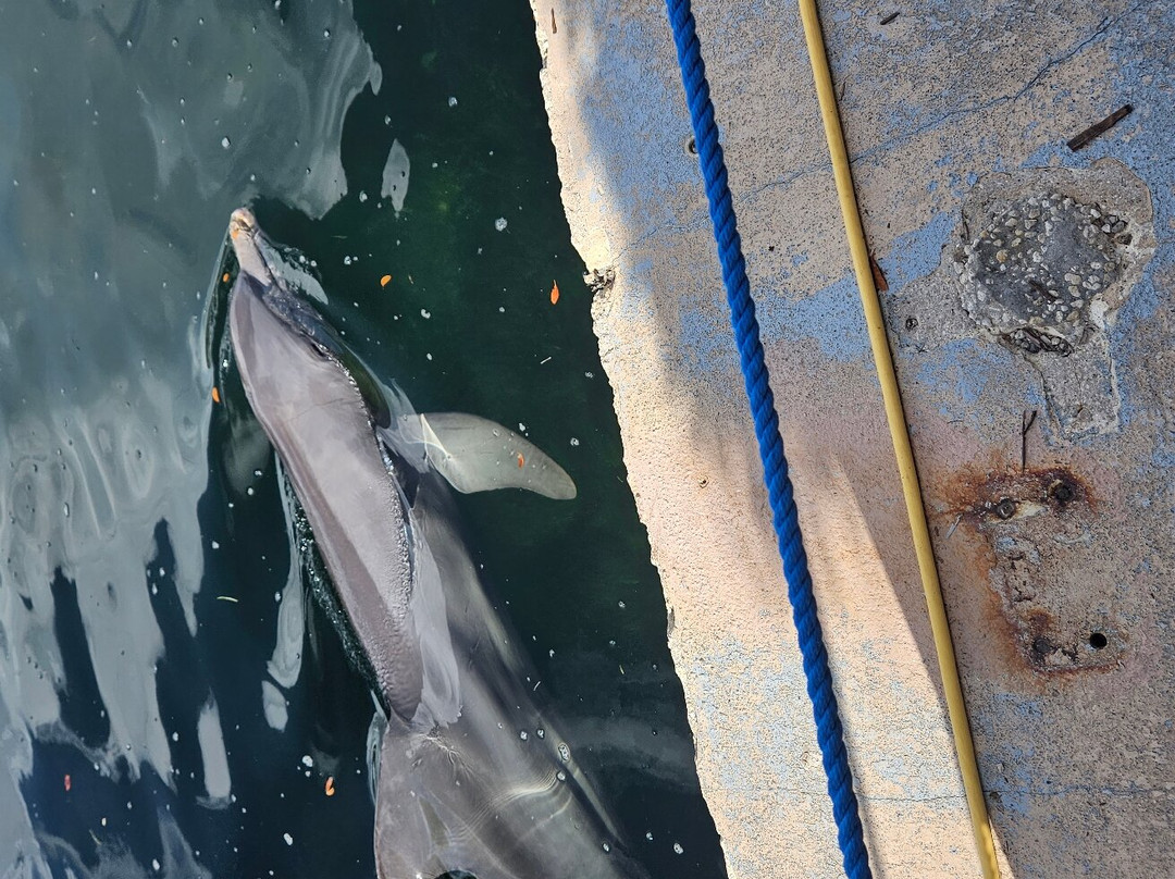 Dolphins Plus Marine Mammal Responder景点图片