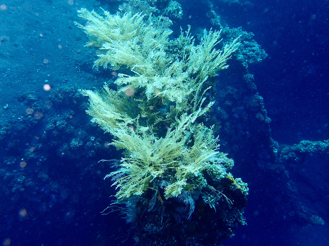 Tirta Dive Lovina-罗威那海滩必去景点