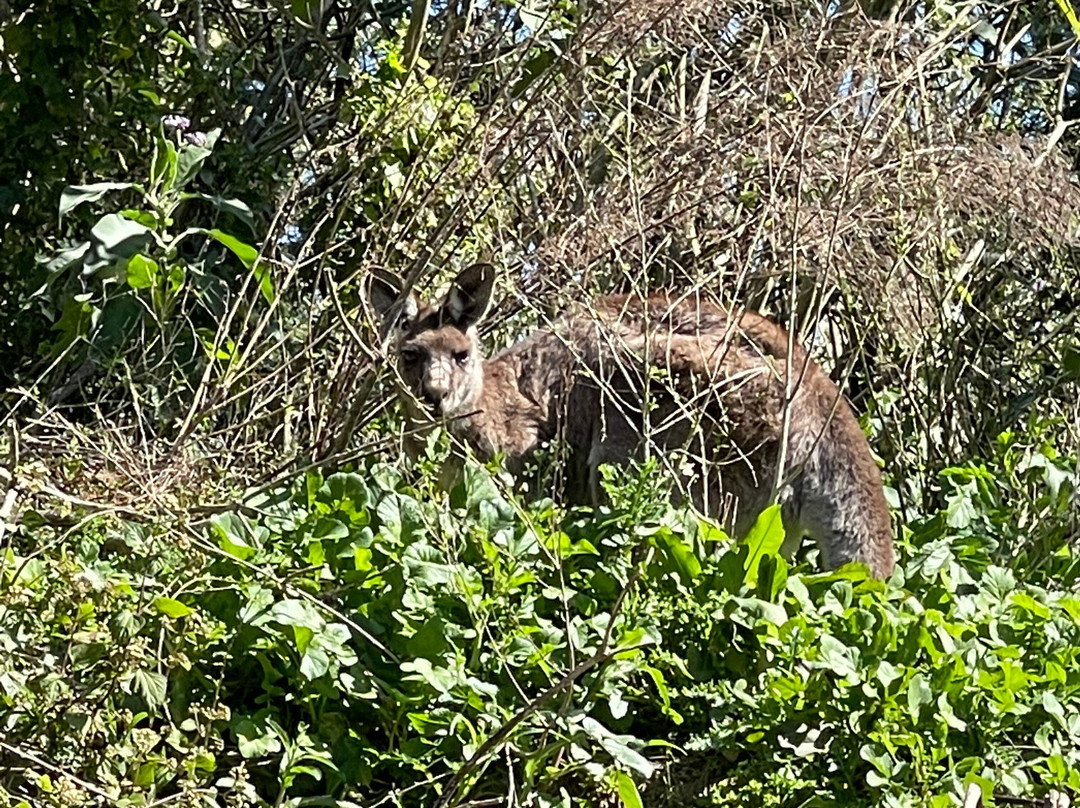 Kangaroo Valley Safaris景点图片