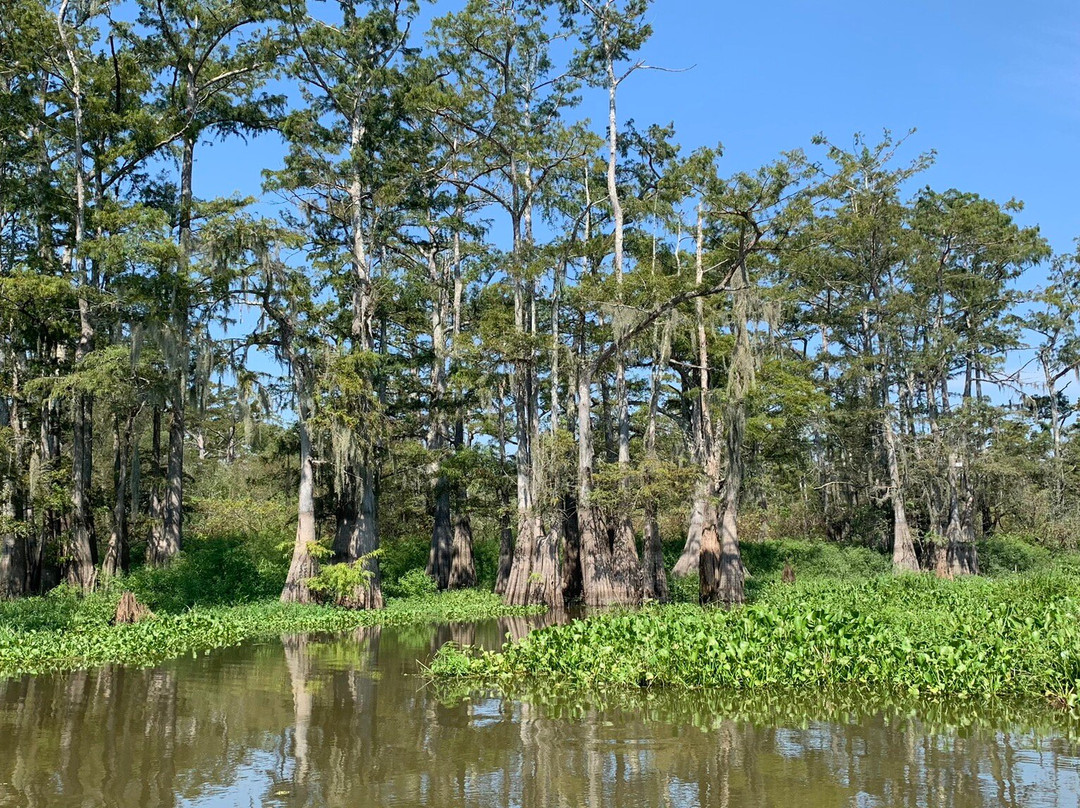 The Last Wilderness Swamp Tour景点图片