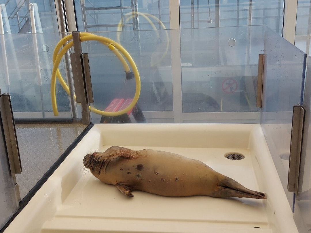 A Seal Zeehondenopvang en Expo Stellendam景点图片