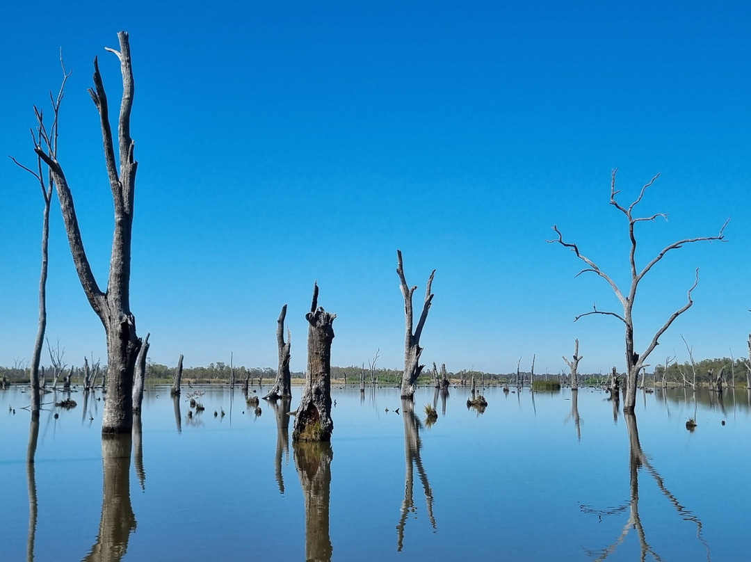Kyffins Reserve-Mulwala必去景点