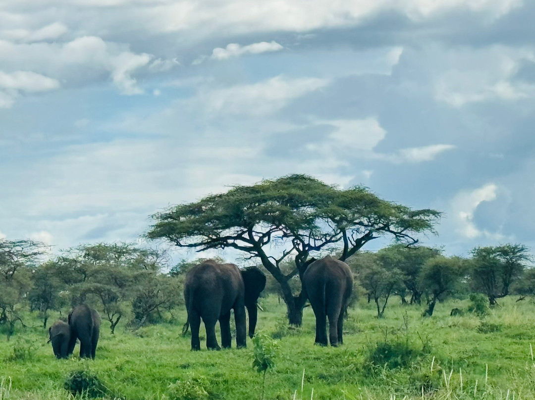 Serengeti and Ngorongoro crater景点图片