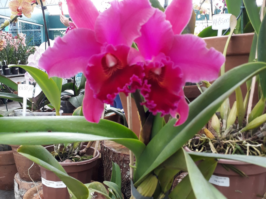 Arabotânica-特雷索波利斯必去景点