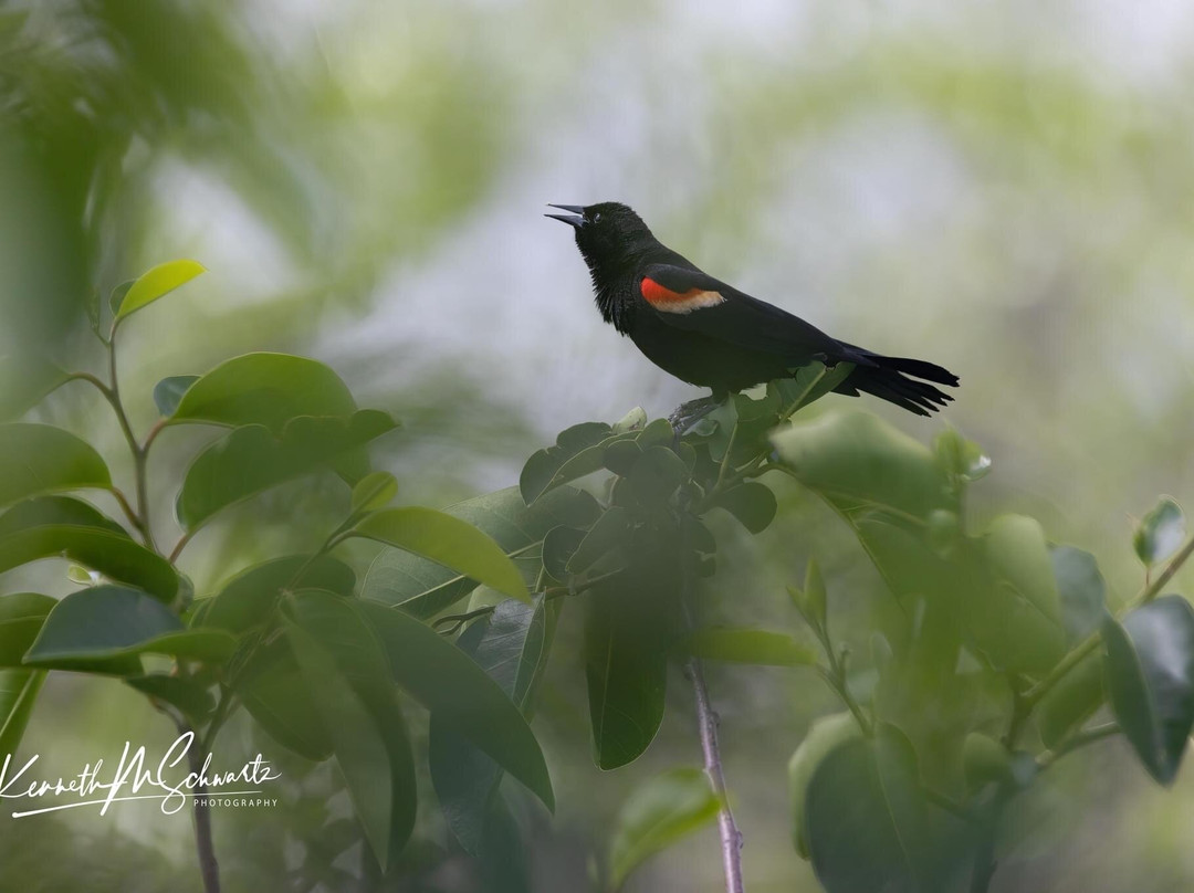 Green Cay Nature Center and Wetlands景点图片