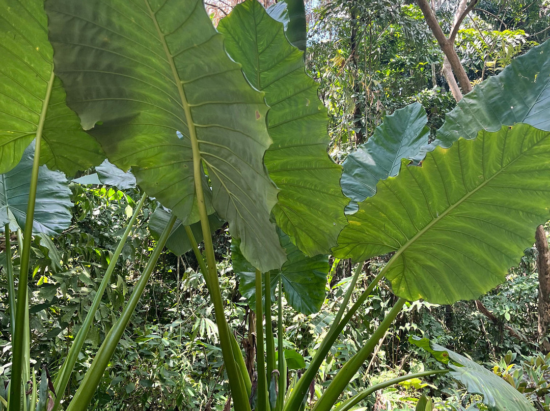 考索自然度假村主图