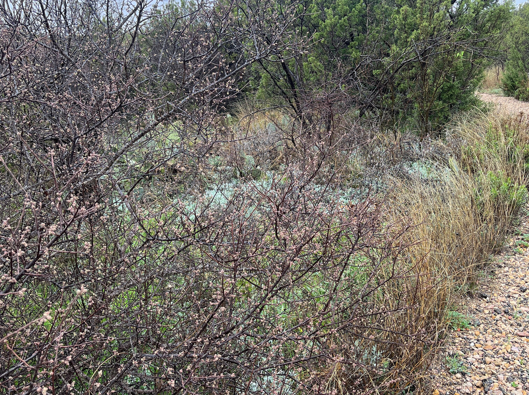 Big Spring State Park景点图片