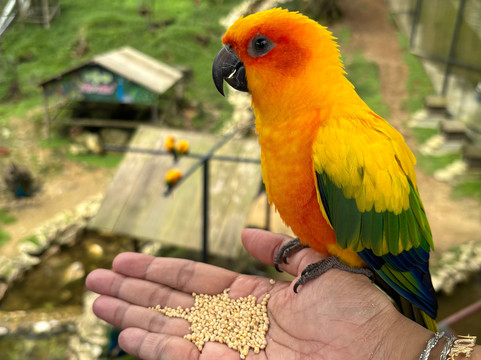 Saiful KL Taxi Tour-吉隆坡必去景点