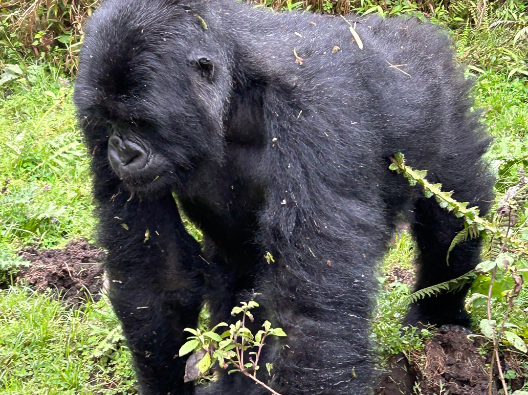 Volcanoes National Park Rwanda景点图片