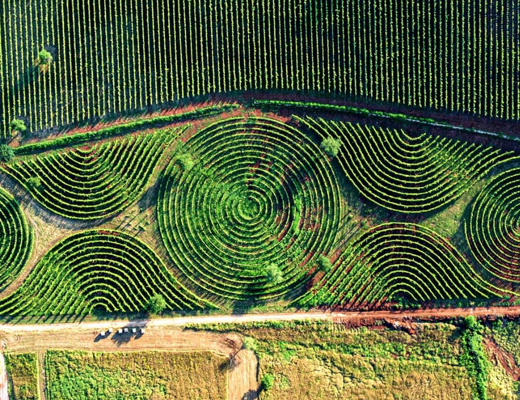 Limito Labirinto Di Vite-Bassiano必去景点