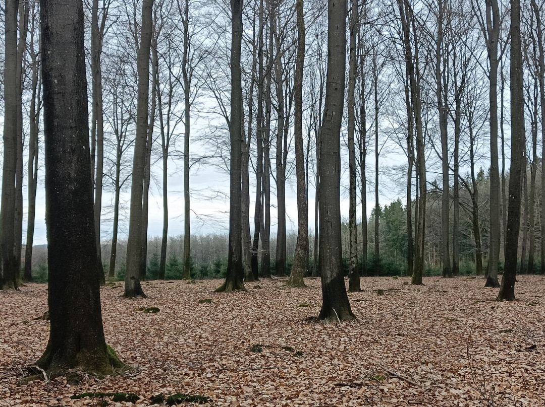 La Grande Forêt de Saint-Hubert景点图片