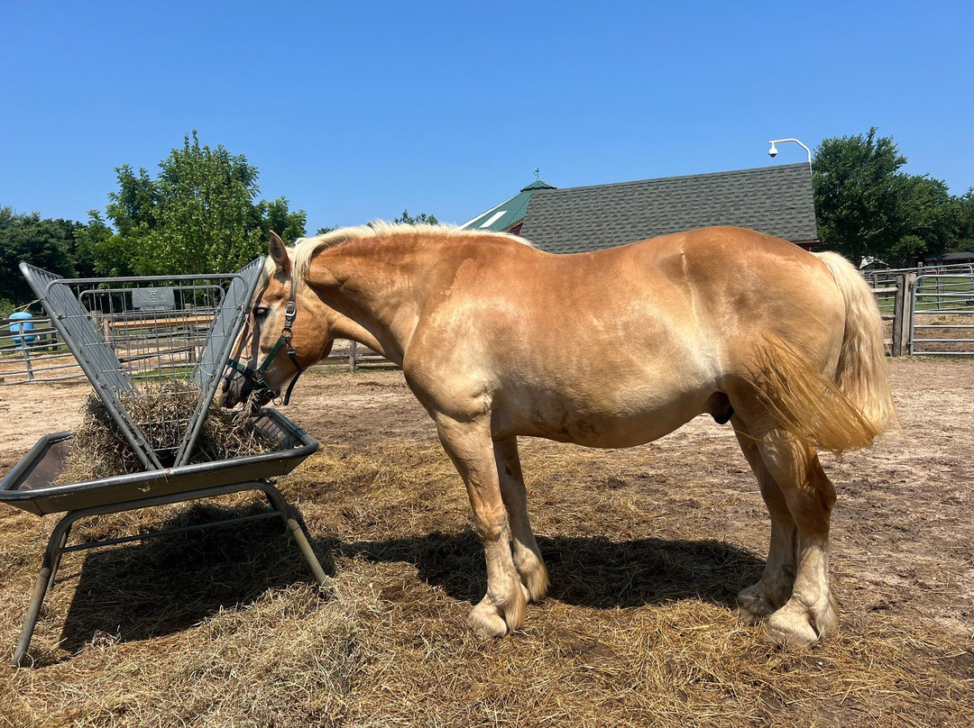 Spirit’s Promise Equine Rescue-Riverhead必去景点