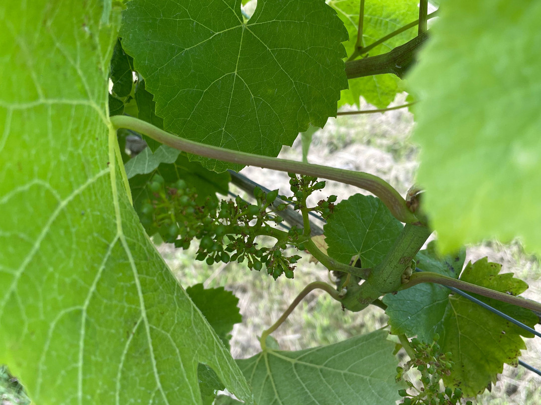 Hanwell Wine Estate景点图片