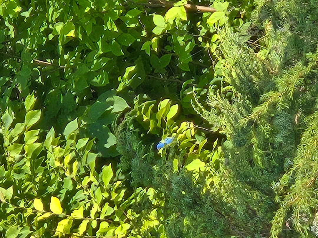 Kangaroo Lake Nature Preserve-Baileys Harbor必去景点