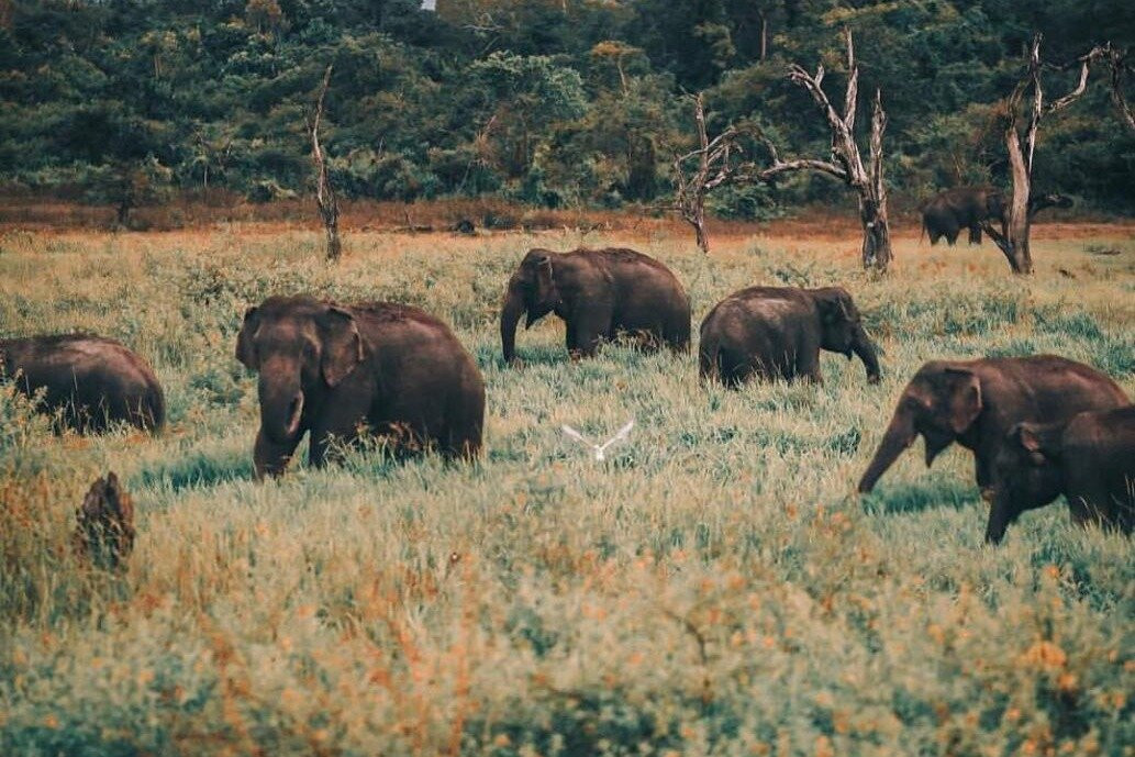 Udawalawa Safari Sri Lanka