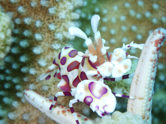 太平洋沿岸潜水有限公司-凯鲁瓦-柯纳必去景点