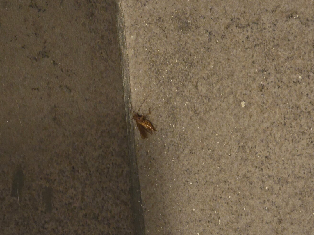 City Express By Marriott Durango主图