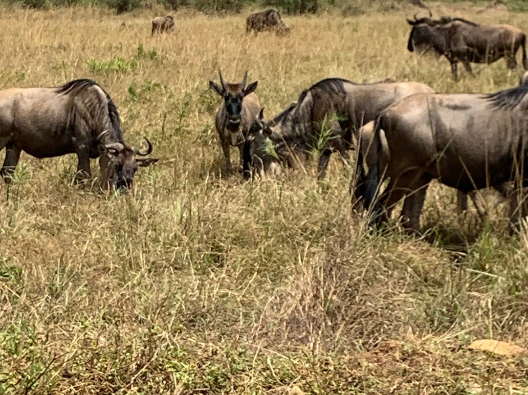 Masai Mara National Reserve-纳罗克必去景点