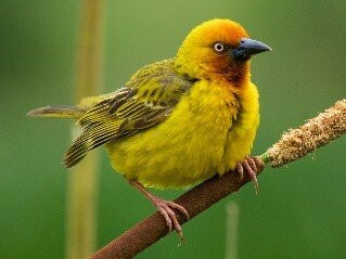 Jack Muller/ Danie Uys District Park, City Of Cape Town-Bellville必去景点