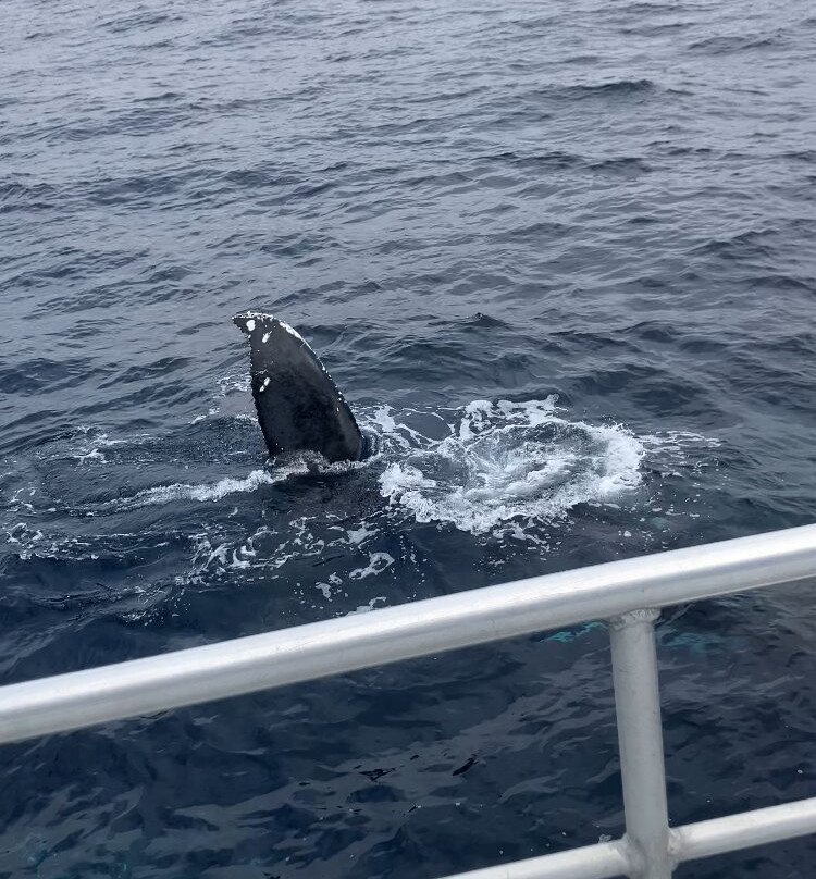 Go Whale Watching Sydney景点图片