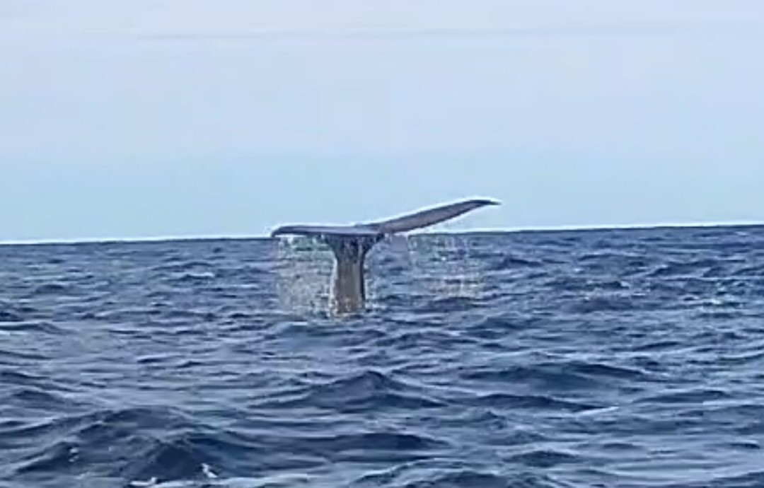 Whale2Sea景点图片