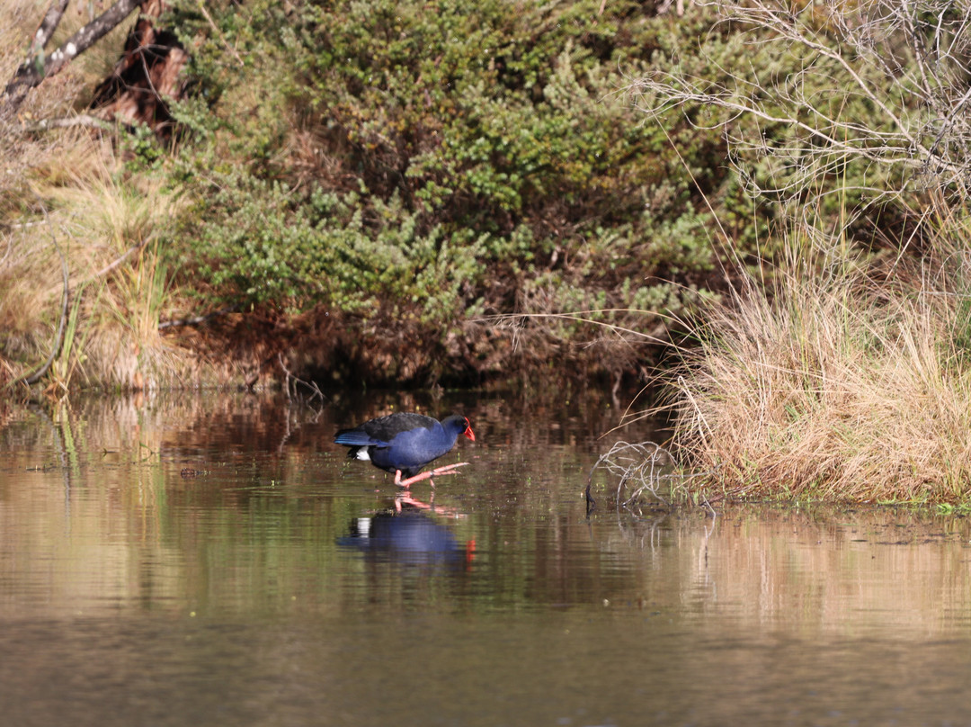 Tidbinbilla Nature Reserve景点图片