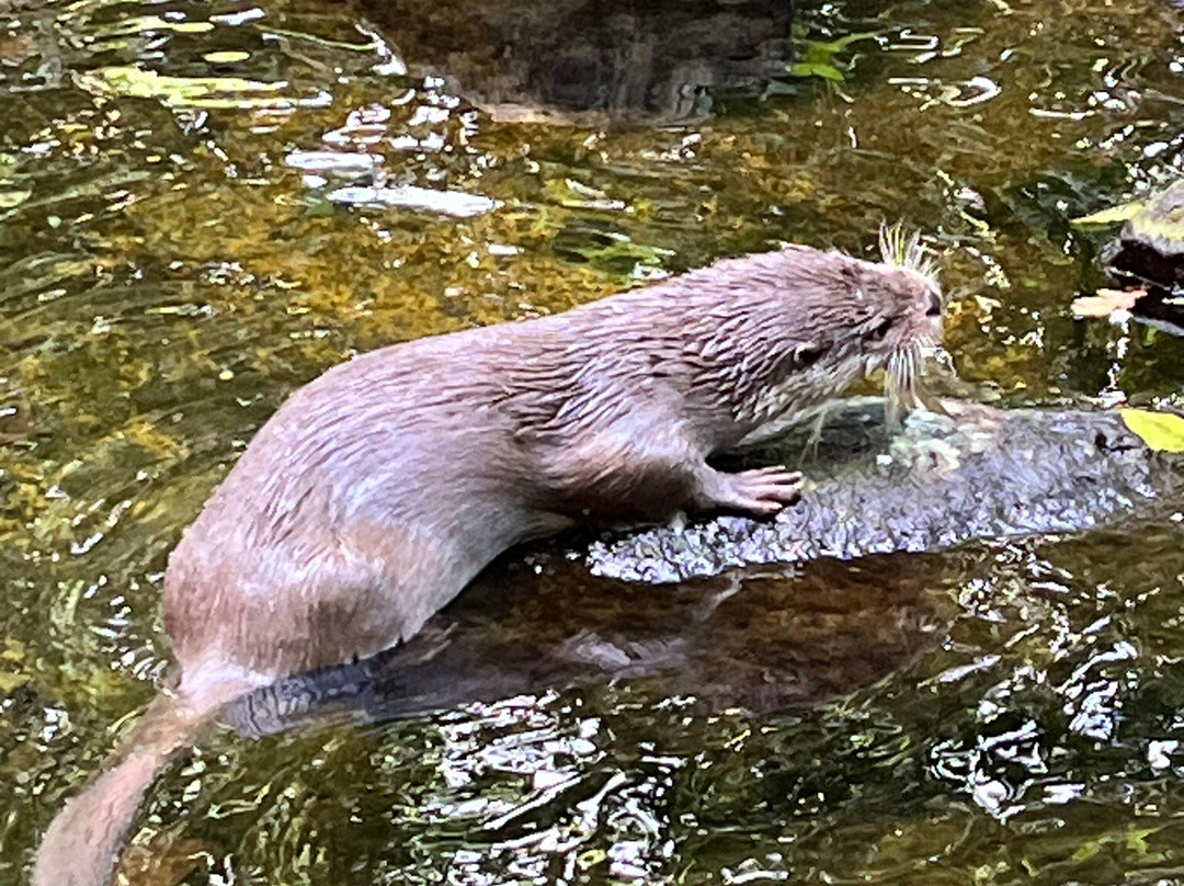 Otter-Zentrum Hankensbüttel-Hankensbuettel必去景点
