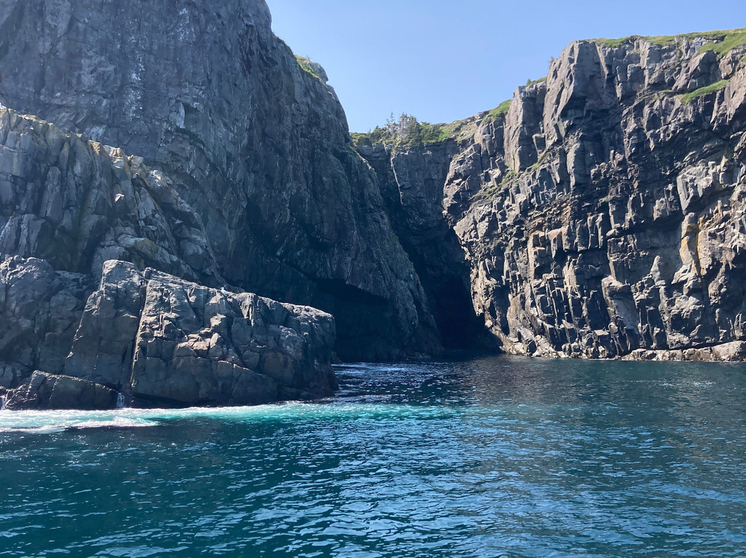 O'Brien's Whale and Bird Tours景点图片