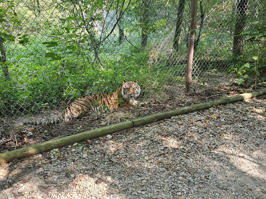 Exotic Feline Rescue Center-Centerpoint必去景点