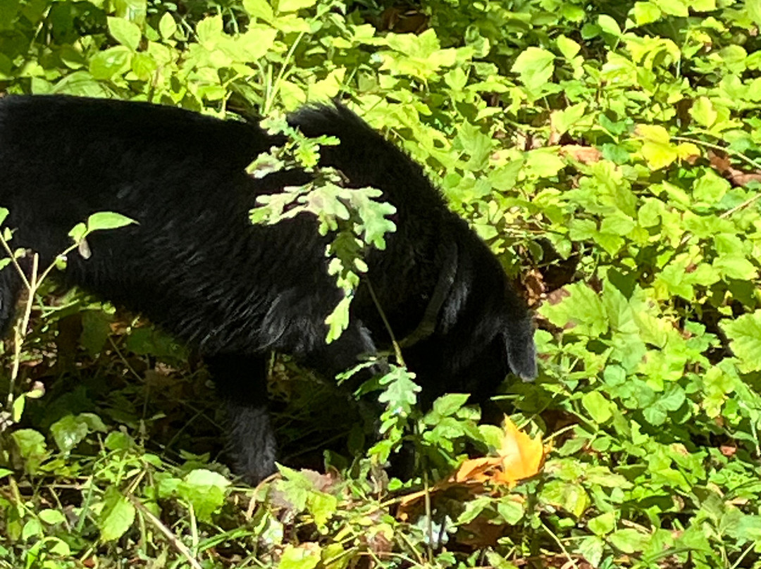 Truffle Hunting-Motovun必去景点