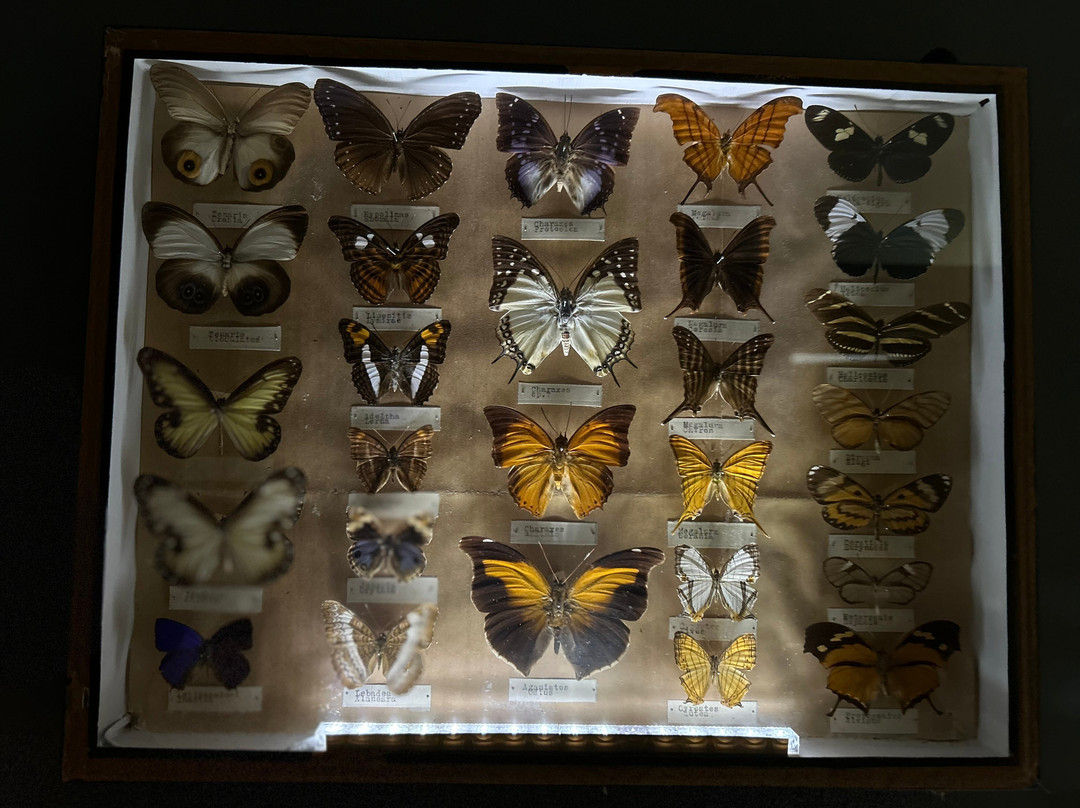 Natural History Museum景点图片