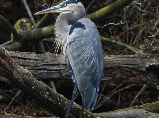 Kensington Metropark-Milford必去景点