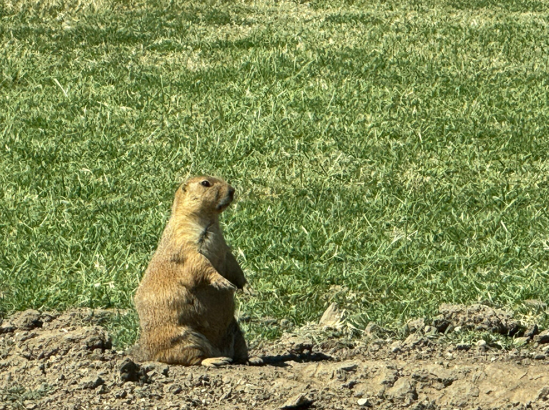 Prairie Dog Town-拉伯克县必去景点