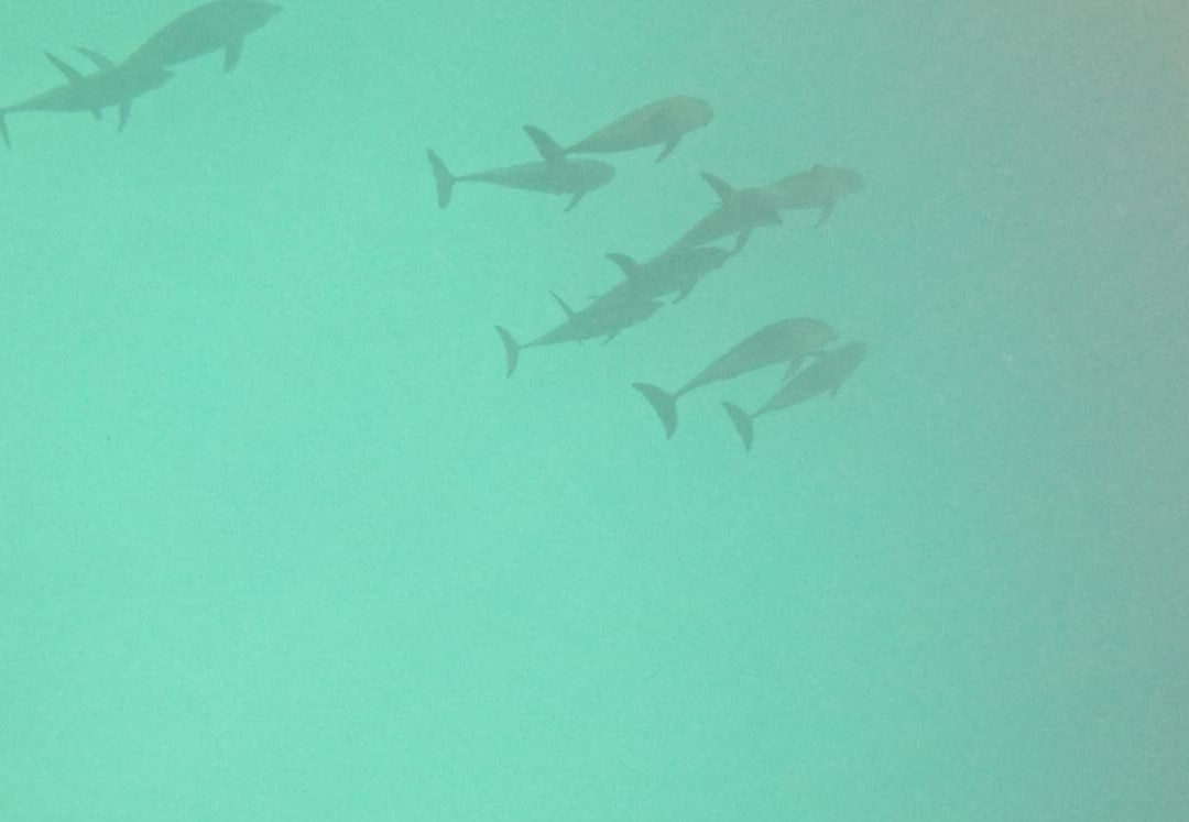 Manta Expeditions - Maldives-马累必去景点