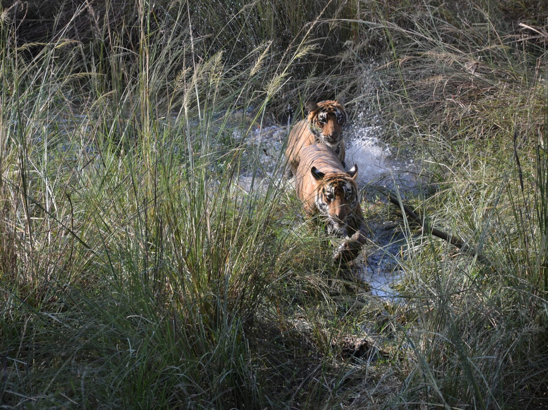 The Tiger Tours景点图片