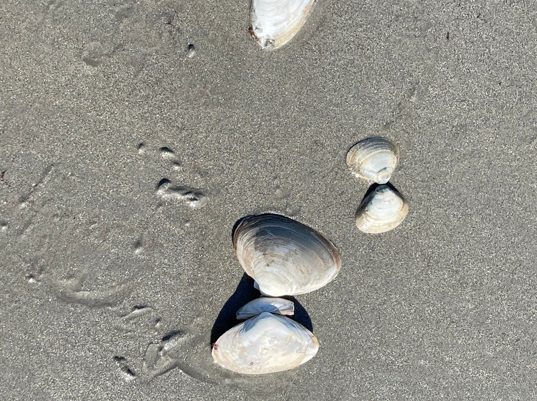 Holiday Inn Express & Suites Hampton South-seabrook By IHG主图