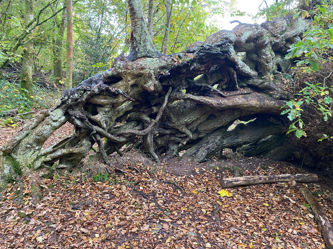 Inchmahome Priory-Port of Menteith必去景点