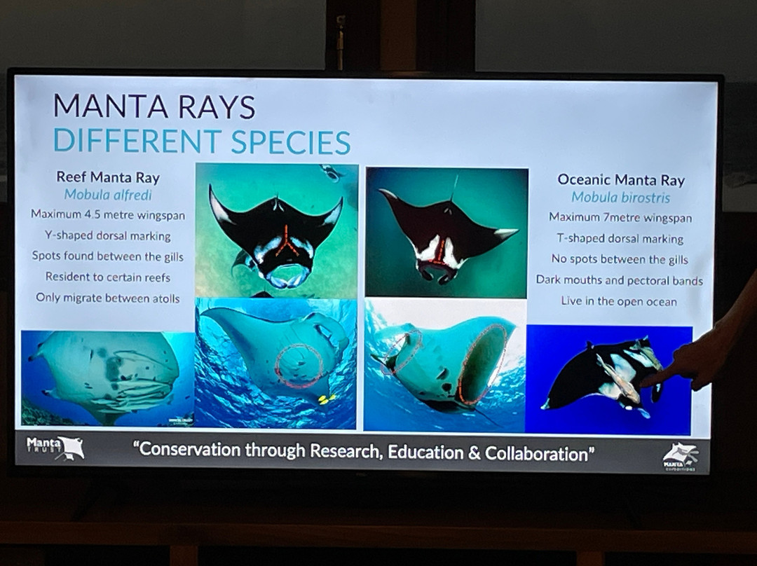 Manta Expeditions - Maldives-马累必去景点