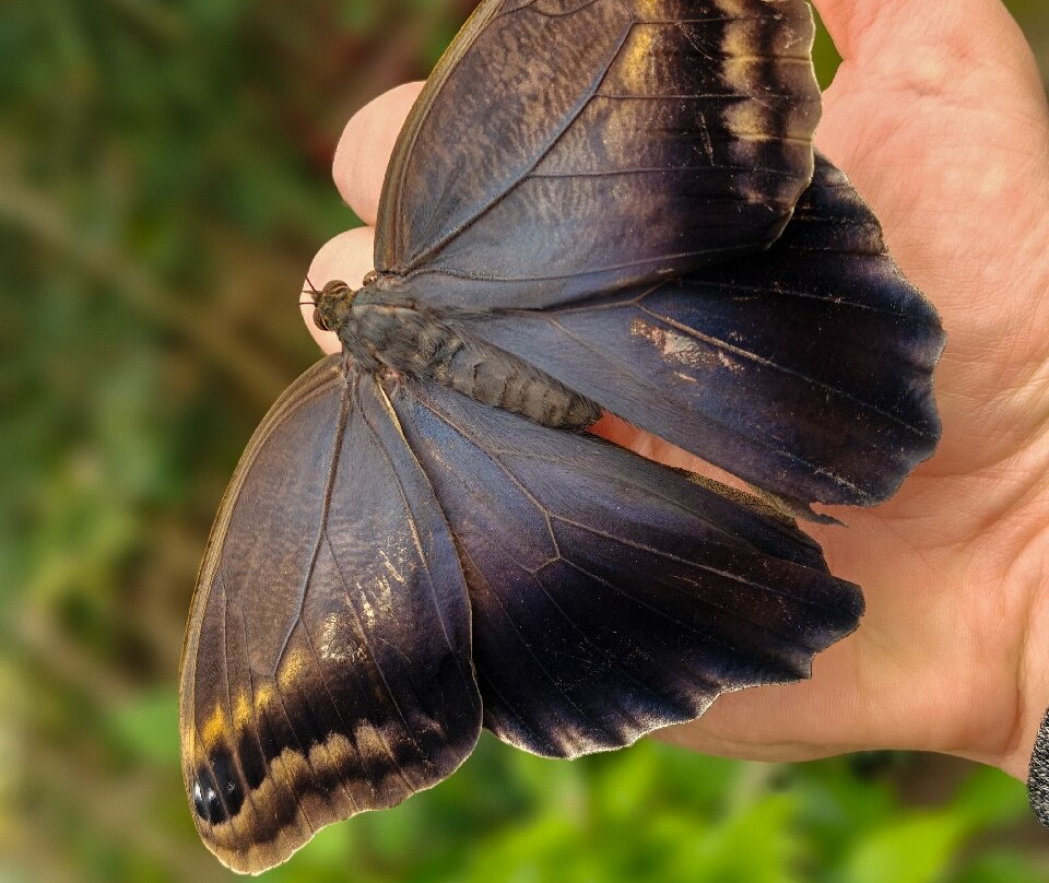 Butterfly World & Farm Park景点图片