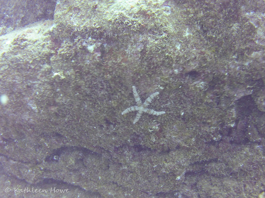 Seasport Divers-可洛亚必去景点